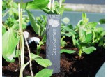 welsh slate plant labels for your fruit garden & allotment with various designs